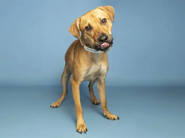 Vinney - Black Mouth Cur