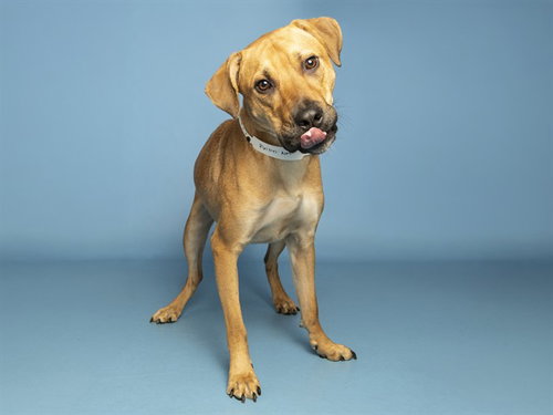 picture of the dog needing adoption