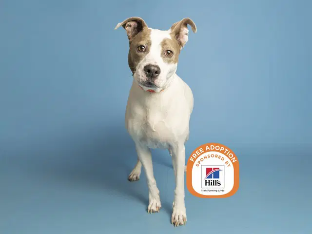 Patches - American Pit Bull Terrier