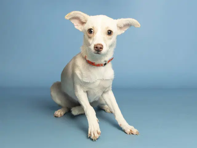 Taylor - Chihuahua