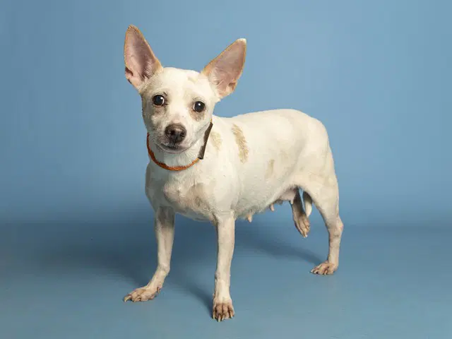 Tammy - Chihuahua