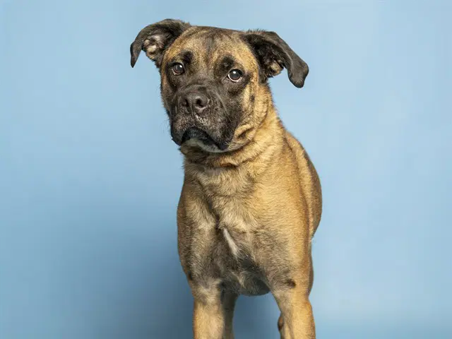 Kobe - American Pit Bull Terrier