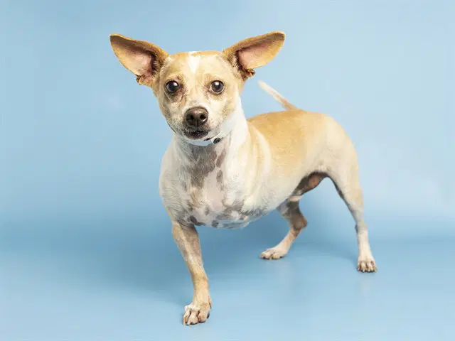 Tobey - Chihuahua