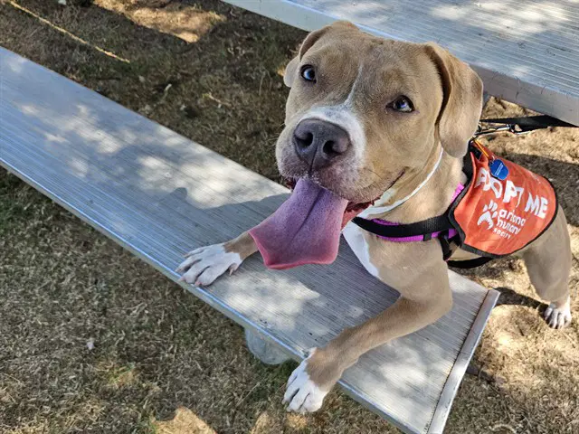 Hazel - American Bulldog