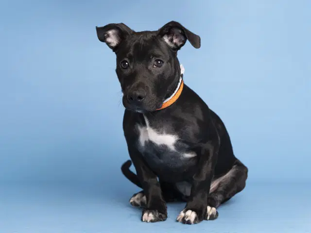 Layla - American Pit Bull Terrier