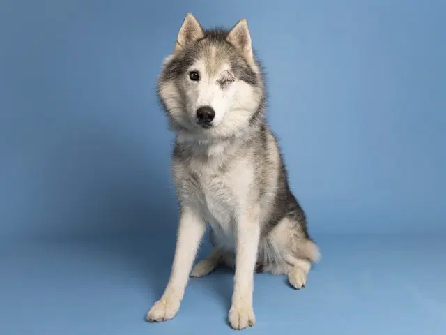 Fudge - Siberian Husky