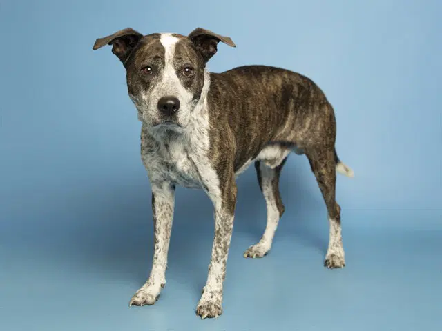 Loki - Australian Cattle Dog/Blue Heeler