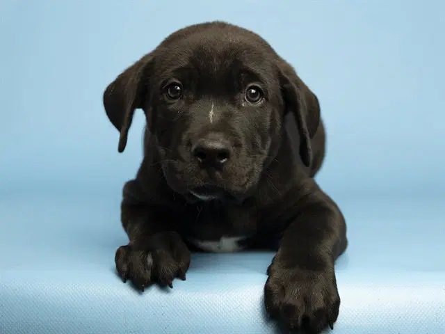 Wolfman - American Pit Bull Terrier