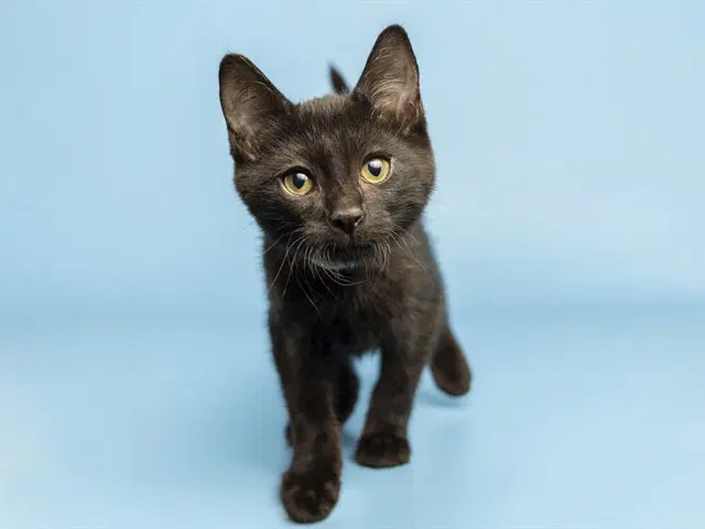 Turtle - Domestic Short Hair