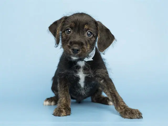 Baby - Labrador Retriever
