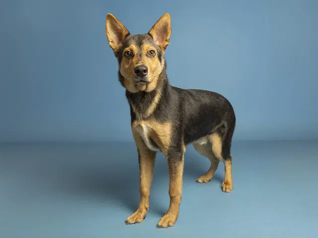 Rocky - German Shepherd Dog