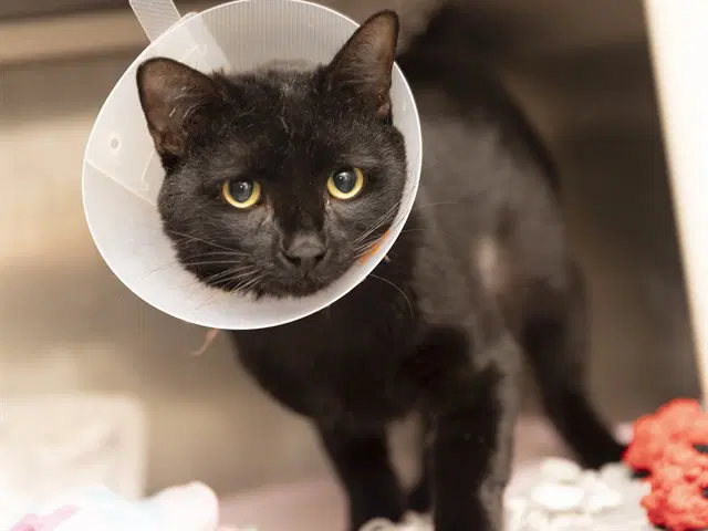 Count Catula - Domestic Short Hair