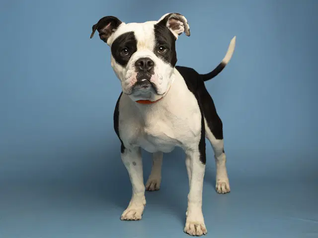 Murphy image 1