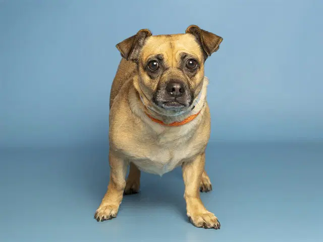 Betty - Chihuahua