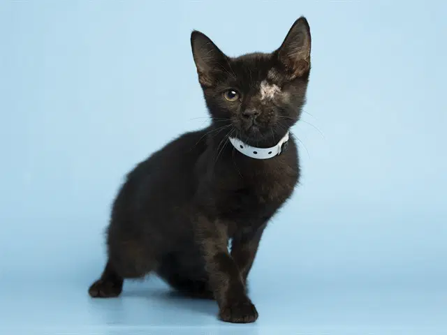 Coal - Domestic Medium Hair