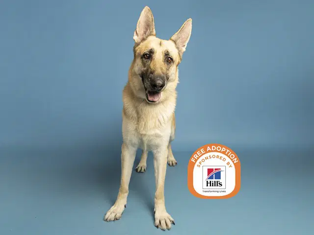 Rex - German Shepherd Dog