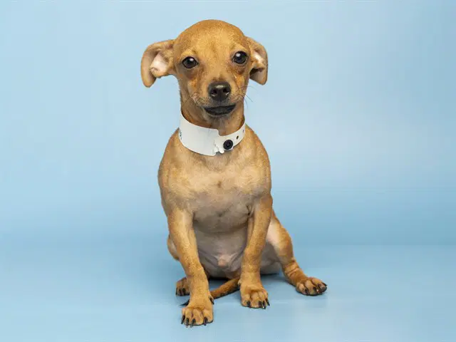 Marty Mcfly - Chihuahua