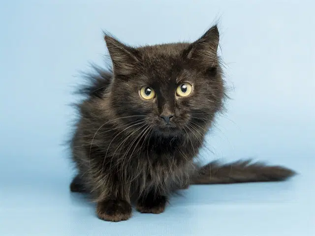 Rosie - Domestic Short Hair