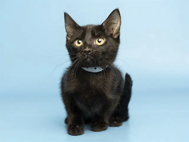 Bagel - Domestic Short Hair