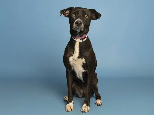 Betty - American Pit Bull Terrier
