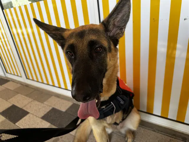 Athena - German Shepherd Dog