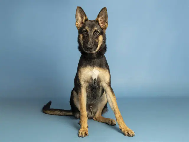 Bonk - German Shepherd Dog