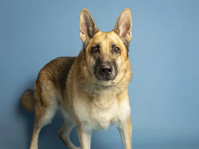 Rocky - German Shepherd Dog