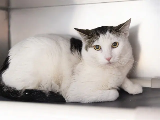 Osho - Domestic Short Hair