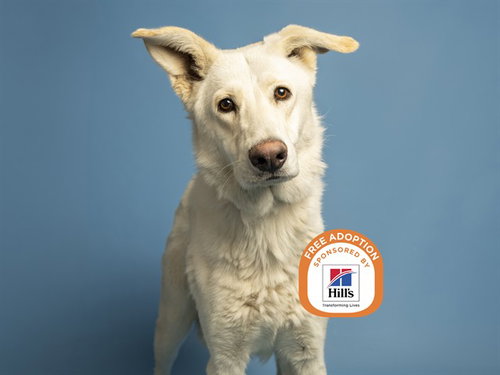 OLIVER, a dog for adoption from Arizona Humane Society - Sunnyslope