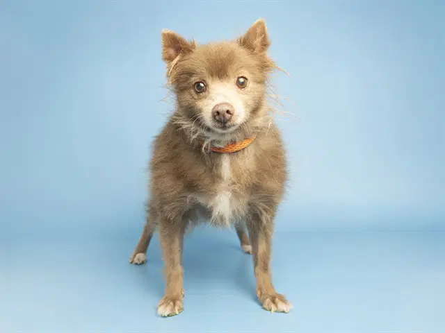 Mollie - Chihuahua