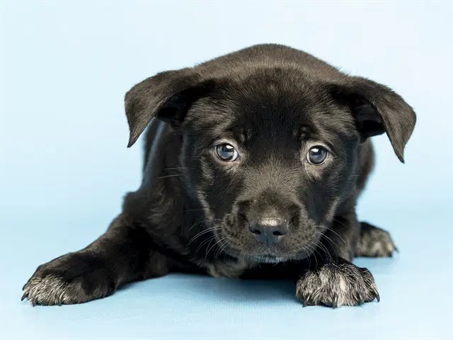 Jelli - American Pit Bull Terrier