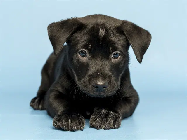 Butter - American Pit Bull Terrier