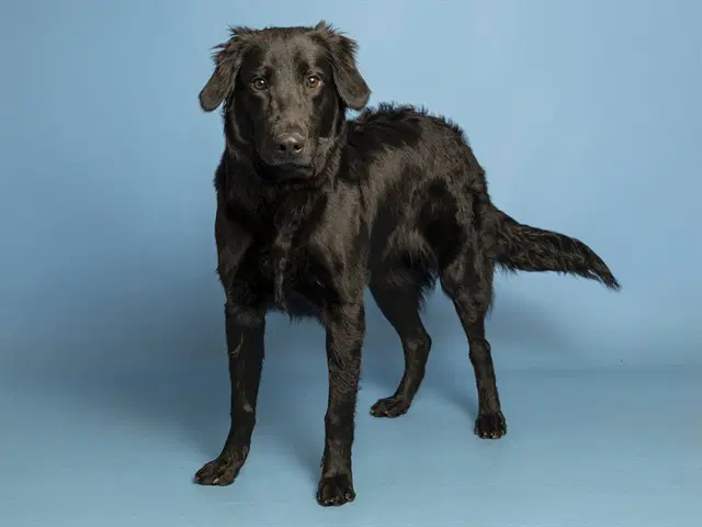 Xena - Labrador Retriever