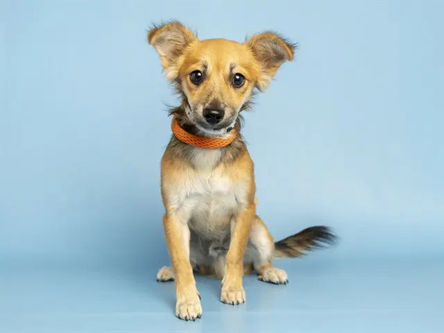 Harvey - Papillon