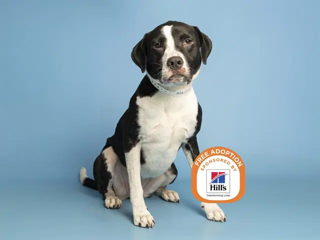 Millie - American Pit Bull Terrier