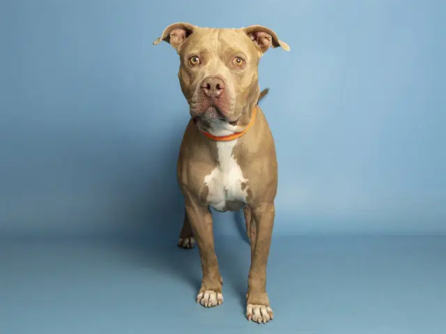 Mack - American Pit Bull Terrier