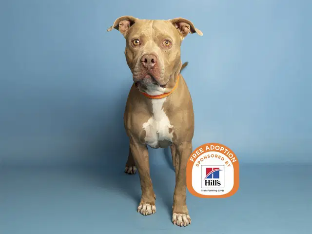 Mack - American Pit Bull Terrier