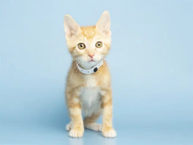Mango - Domestic Short Hair