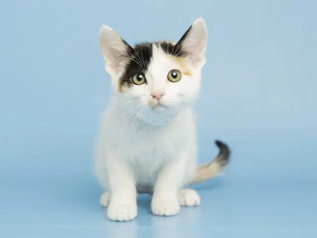 Cherry - Domestic Short Hair