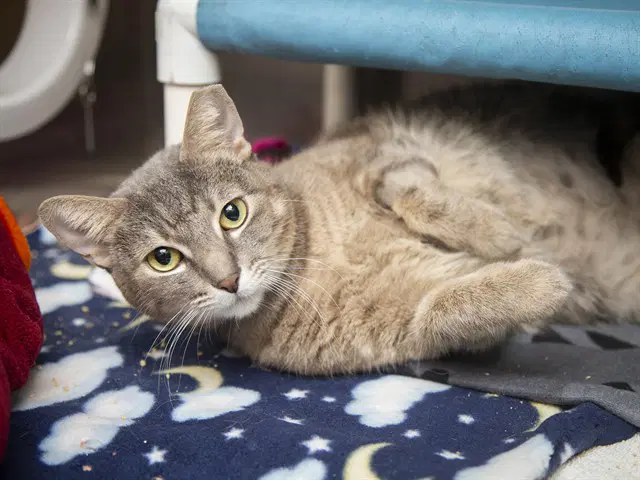 Flo - Domestic Short Hair