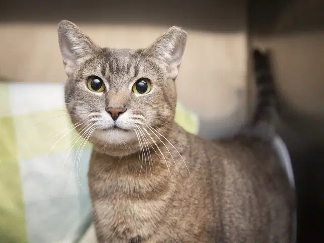 Kenzie - Domestic Short Hair