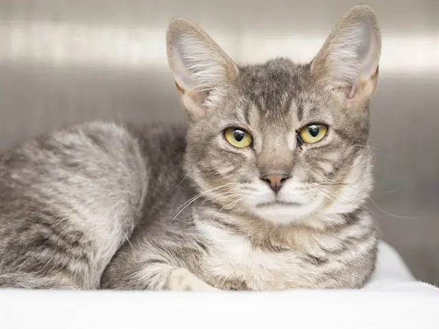 Finn - Domestic Short Hair