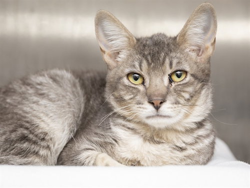 FINN, a cat for adoption from Arizona Humane Society - Sunnyslope