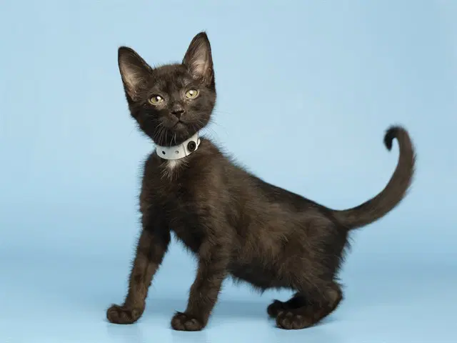 Selina - Domestic Short Hair