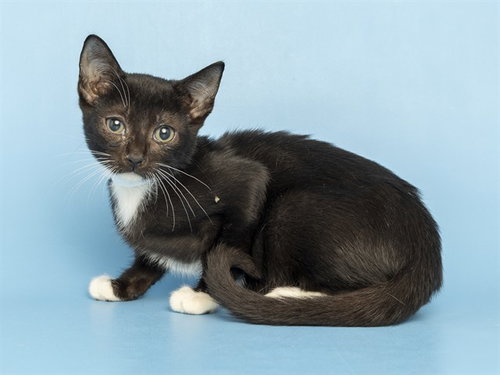 MAC, a cat for adoption from Arizona Humane Society - Sunnyslope
