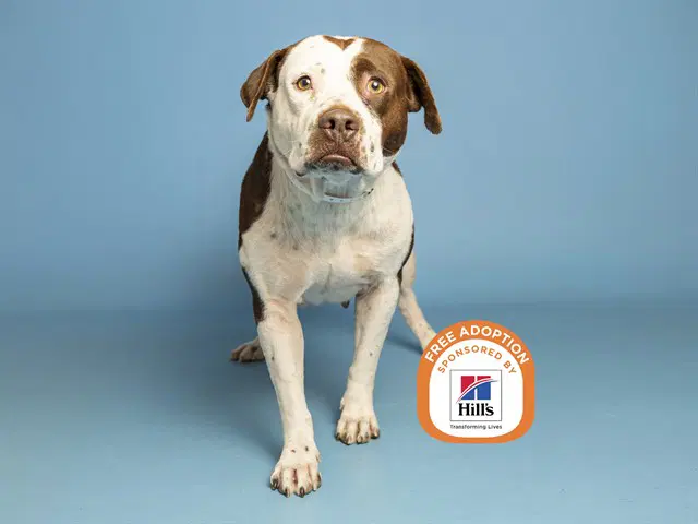 Maggie - American Pit Bull Terrier