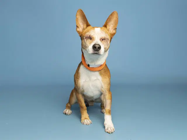Fabio - Chihuahua
