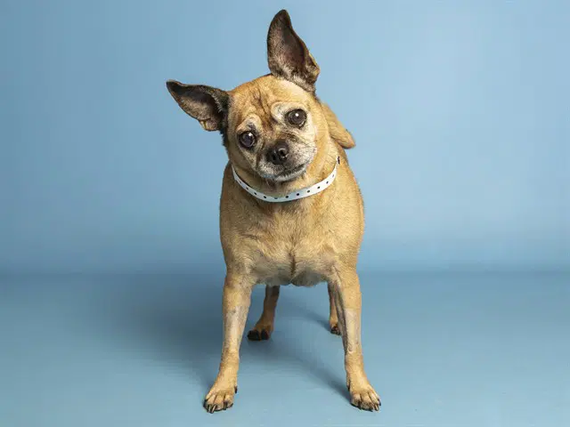 Cori - Pug
