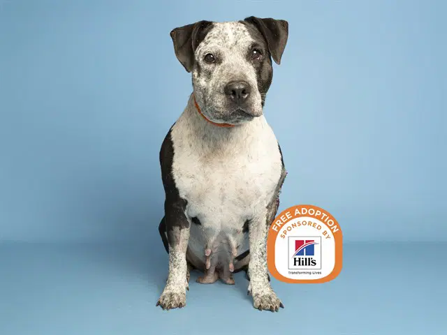 Doubtfire - American Pit Bull Terrier