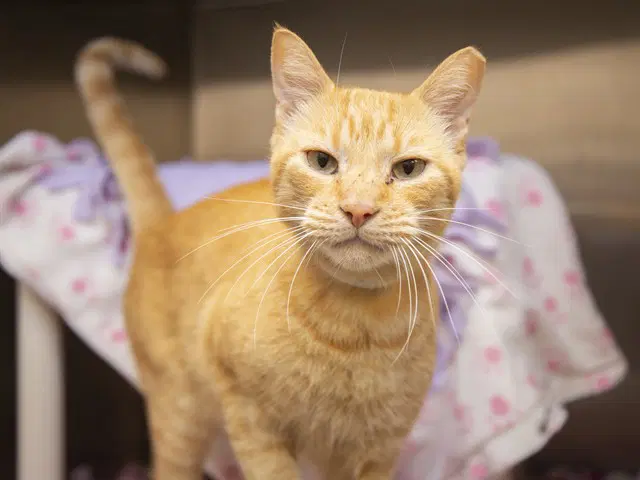 Stewie - Domestic Short Hair